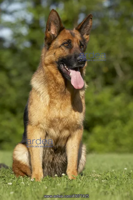 : Portrait of a German Shepherd sitting on lawn : Portrait of a German Shepherd sitting on lawn