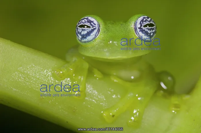 : Portrait of a Ghost Glass Frog : Portrait of a Ghost Glass Frog