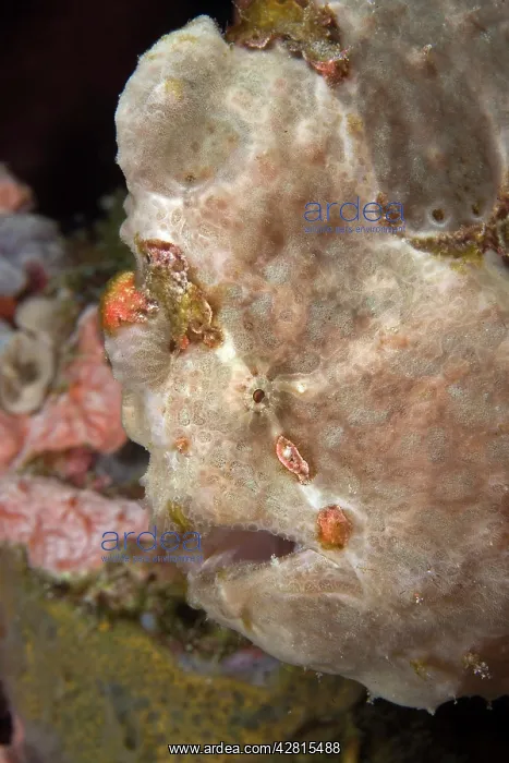 : portrait of giant frogfish - Ombak Reef dive site Gili Trawa : portrait of giant frogfish - Ombak Reef dive site Gili Trawa