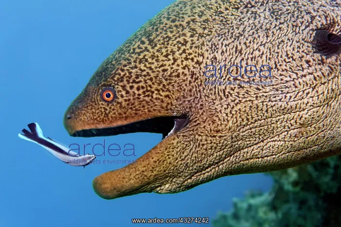 : Portrait giant moray (Gymnothorax javanicus) with : Portrait giant moray (Gymnothorax javanicus) with
