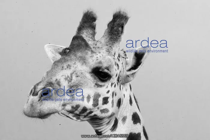 : Portrait of a giraffe, Giraffa camelopardalis, Tsavo, Kenya : Portrait of a giraffe, Giraffa camelopardalis, Tsavo, Kenya