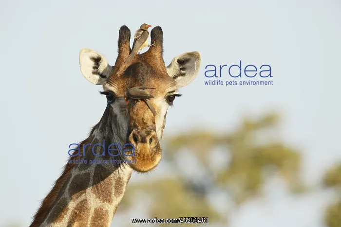 : Portrait of a Giraffe (Giraffa camelopardalis) : Portrait of a Giraffe (Giraffa camelopardalis)