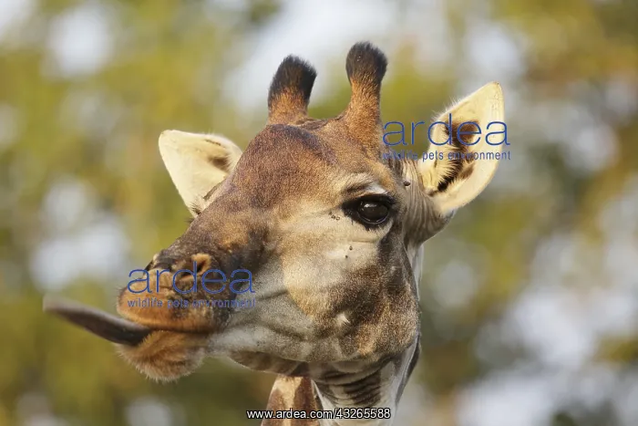 : Portrait of a Giraffe (Giraffa camelopardalis) : Portrait of a Giraffe (Giraffa camelopardalis)