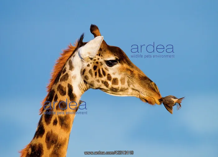 : Portrait of a giraffe (Giraffa camelopardalis ti : Portrait of a giraffe (Giraffa camelopardalis ti