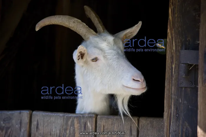 : Portrait of a Goat Alsace Ecomuseum France : Portrait of a Goat Alsace Ecomuseum France