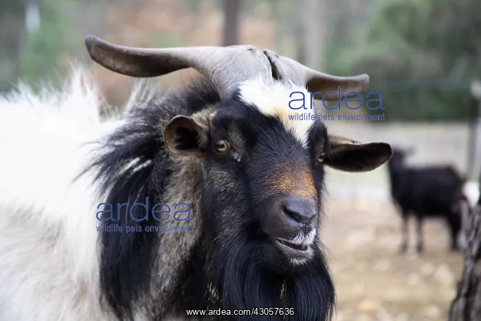  : Portrait of Goat France