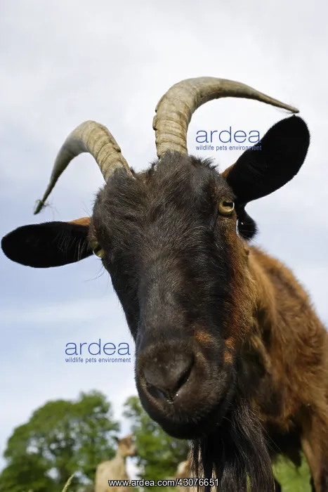 : Portrait of Goat Normandy France : Portrait of Goat Normandy France