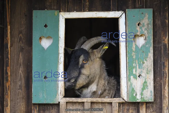 : Portrait of a Goat in her stable in Bavaria Germany : Portrait of a Goat in her stable in Bavaria Germany