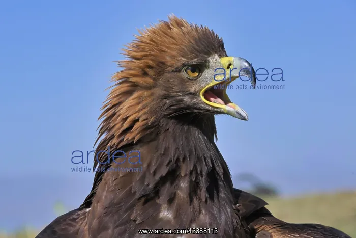 : Portrait of a Golden Eagle (Aquila chrysaetos) : Portrait of a Golden Eagle (Aquila chrysaetos)