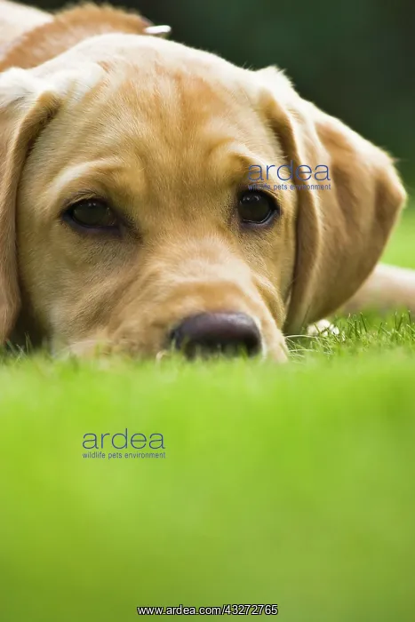 : Portrait of a golden labrador retriever puppy Portrait : Portrait of a golden labrador retriever puppy Portrait