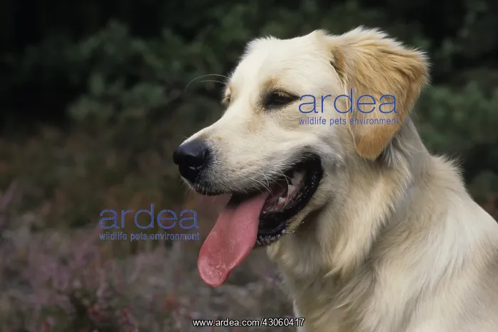 : Portrait of a Golden Retriever : Portrait of a Golden Retriever