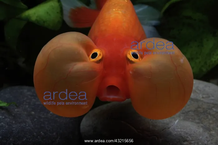 : Portrait of Goldfish Bluble eye in aquarium : Portrait of Goldfish Bluble eye in aquarium