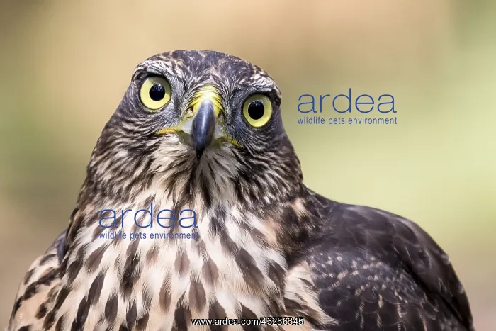 : Portrait of a Goshawk (Accipiter gentilis) look : Portrait of a Goshawk (Accipiter gentilis) look