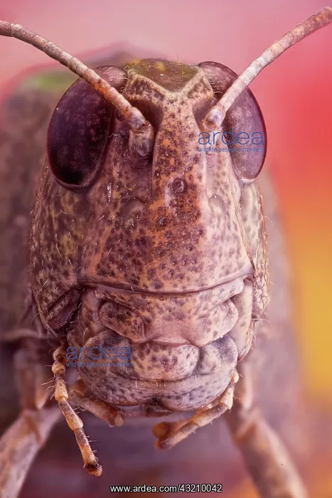 : Portrait of a Grasshoper, it has a very unusual : Portrait of a Grasshoper, it has a very unusual