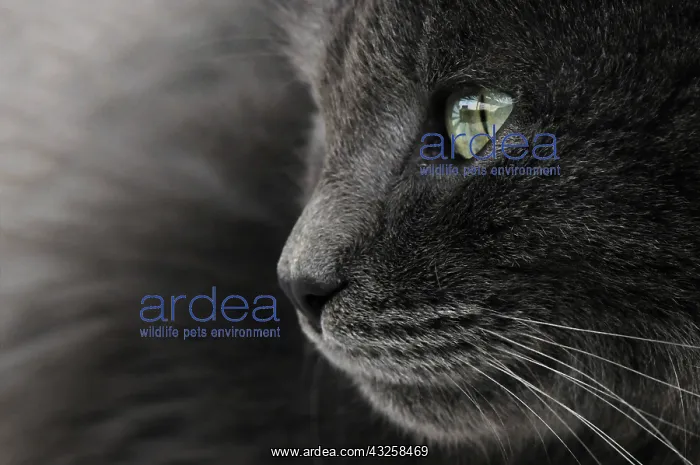 : Portrait of gray cat with green eyes : Portrait of gray cat with green eyes