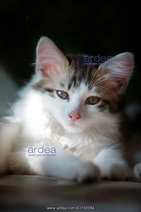 : Portrait of a gray and white kitten resting in a : Portrait of a gray and white kitten resting in a