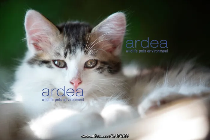 : Portrait of a gray and white kitten resting in a : Portrait of a gray and white kitten resting in a
