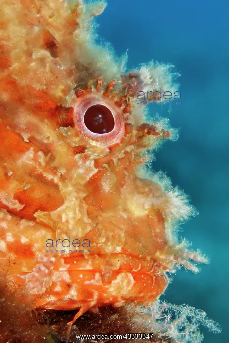  : Portrait of great rockfish, (Scorpaena scrofa)