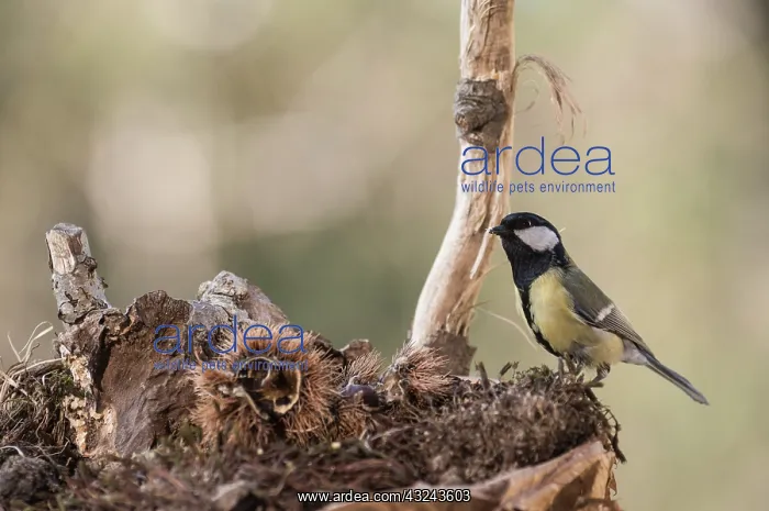 : Portrait of Great tit (Parus major) searching food : Portrait of Great tit (Parus major) searching food
