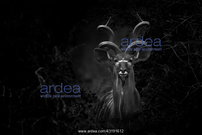 : Portrait of Greater Kudu ( Tragelaphus Strepsiceros) : Portrait of Greater Kudu ( Tragelaphus Strepsiceros)
