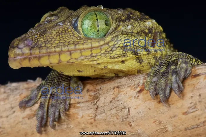 : Portrait of Green-eyed gecko (Gekko smithii) Vietnam : Portrait of Green-eyed gecko (Gekko smithii) Vietnam