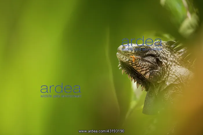 : Portrait of Green Iguana (Iguana iguana) in the : Portrait of Green Iguana (Iguana iguana) in the