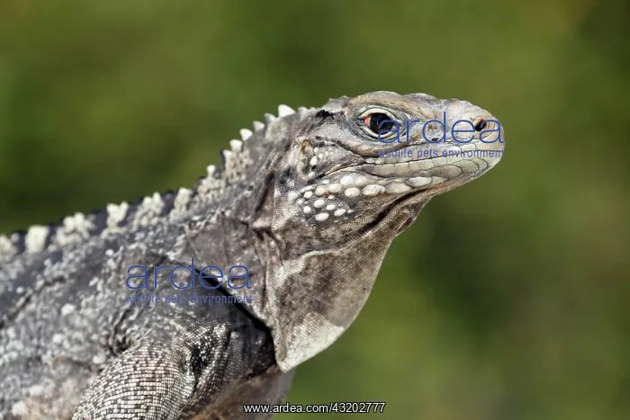 : Portrait, Green iguana (Iguana iguana) on the beach