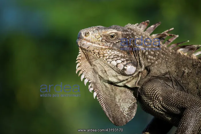 : Portrait of Green Iguana (Iguana iguana) - Montserrat : Portrait of Green Iguana (Iguana iguana) - Montserrat