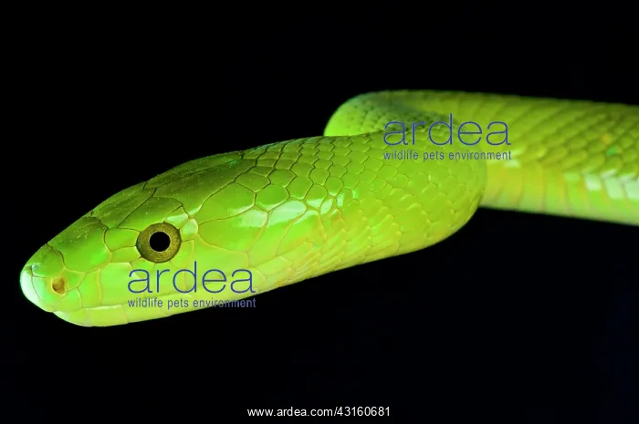 : Portrait of Green Mamba (Dendroaspis angusticeps) : Portrait of Green Mamba (Dendroaspis angusticeps)