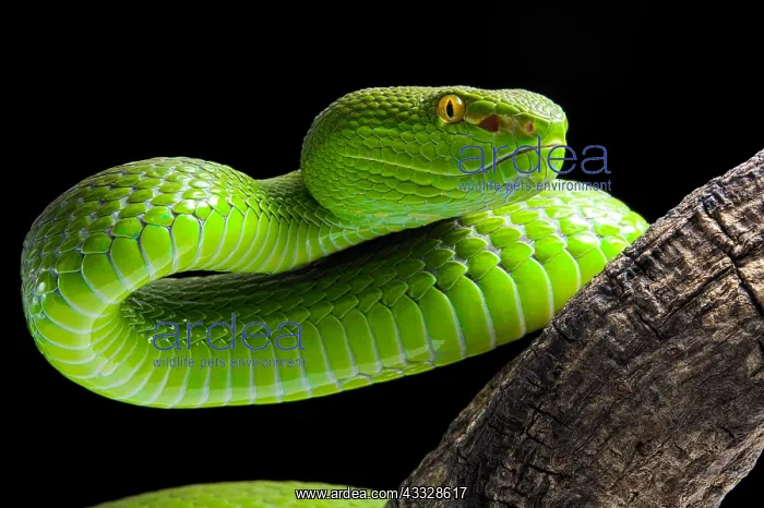 : Portrait of Green Pit Viper (Trimeresurus albolabris) : Portrait of Green Pit Viper (Trimeresurus albolabris)