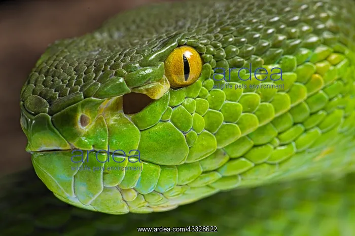 : Portrait of Green Pit Viper (Trimeresurus albolabris) : Portrait of Green Pit Viper (Trimeresurus albolabris)
