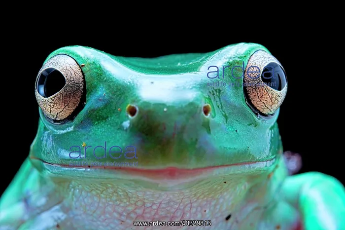 : Portrait of Green tree frog (Dryopsophus caeruleus : Portrait of Green tree frog (Dryopsophus caeruleus