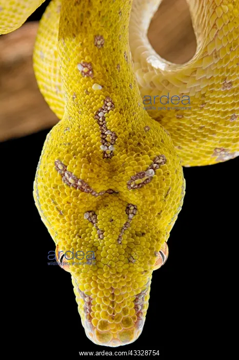 : Portrait of Green tree python (Morelia viridis) : Portrait of Green tree python (Morelia viridis)
