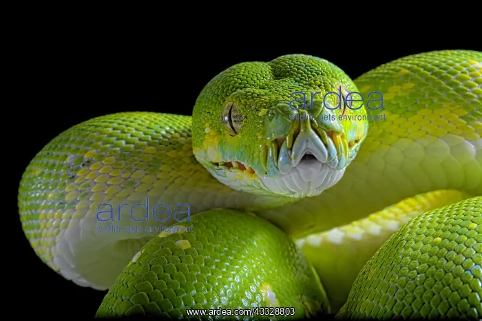 : Portrait of Green tree python (Morelia viridis) : Portrait of Green tree python (Morelia viridis)