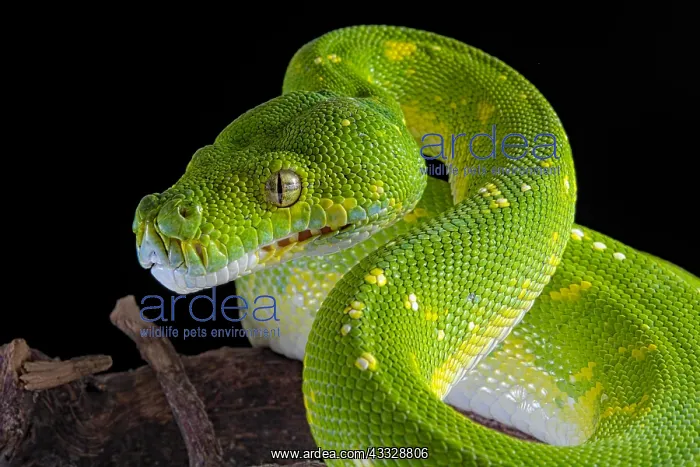 : Portrait of Green tree python (Morelia viridis) : Portrait of Green tree python (Morelia viridis)