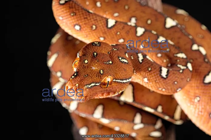 : Portrait of Green tree python (Morelia viridis) : Portrait of Green tree python (Morelia viridis)