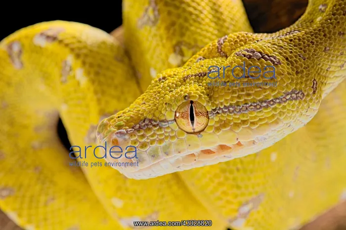 : Portrait of Green tree python (Morelia viridis) : Portrait of Green tree python (Morelia viridis)
