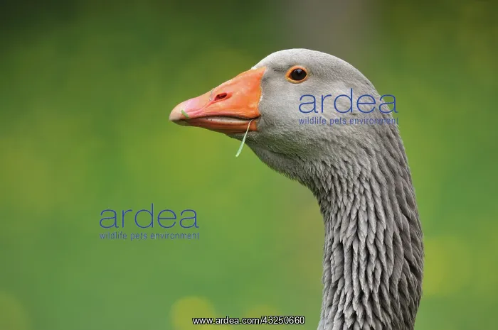 : Portrait of Grey Goose - France : Portrait of Grey Goose - France
