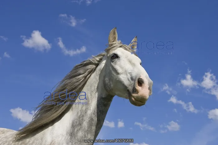 : Portrait of a grey horse Pura Raza Espanola : Portrait of a grey horse Pura Raza Espanola