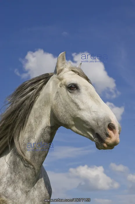 : Portrait of a grey horse Pura Raza Espanola : Portrait of a grey horse Pura Raza Espanola