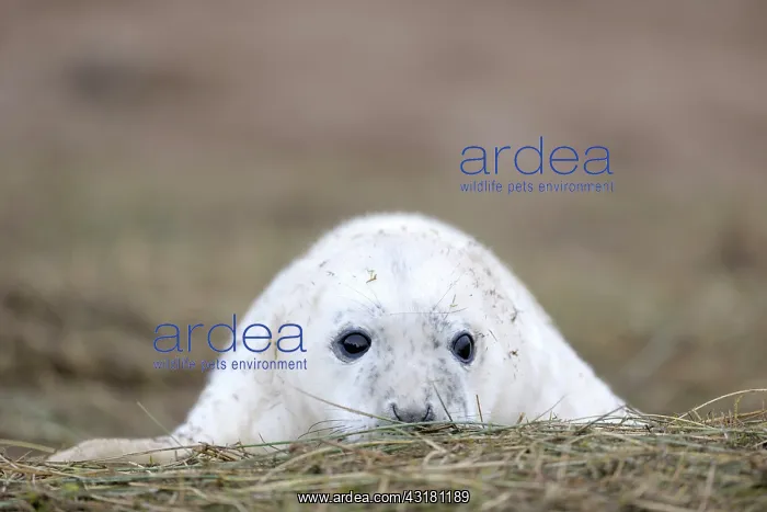 : Portrait of a Grey Seal : Portrait of a Grey Seal