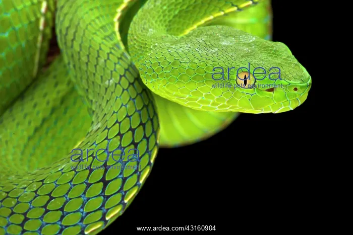 : Portrait of Gumprecht's green pitviper (Trimeresurus : Portrait of Gumprecht's green pitviper (Trimeresurus