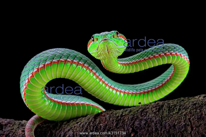 : Portrait of Gumprecht's green pitviper (Trimeresurus : Portrait of Gumprecht's green pitviper (Trimeresurus