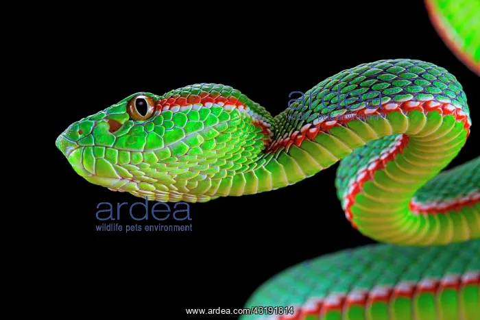 : Portrait of Gumprecht's green pitviper (Trimeresurus : Portrait of Gumprecht's green pitviper (Trimeresurus