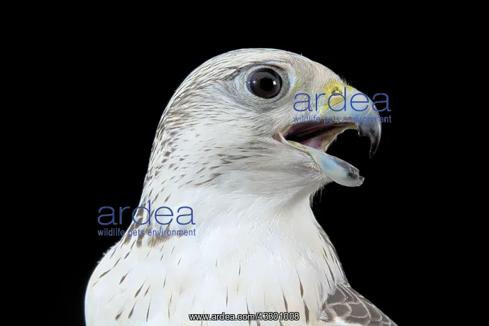 : Portrait of Gyrfalcon X Saker falcon (Faclo rusticolus : Portrait of Gyrfalcon X Saker falcon (Faclo rusticolus