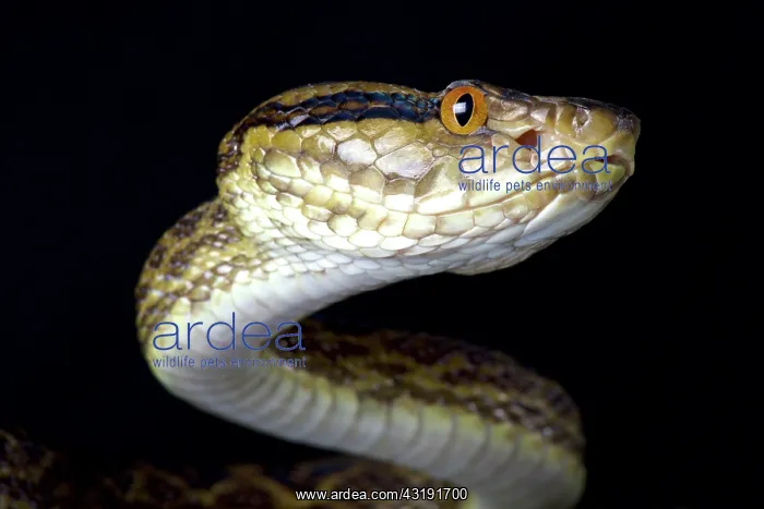  : Portrait of Habu (Protobothrops flavoviridis) on