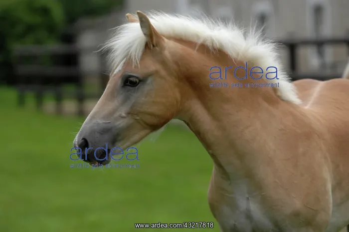 : Portrait of Haflinger Foal - France : Portrait of Haflinger Foal - France