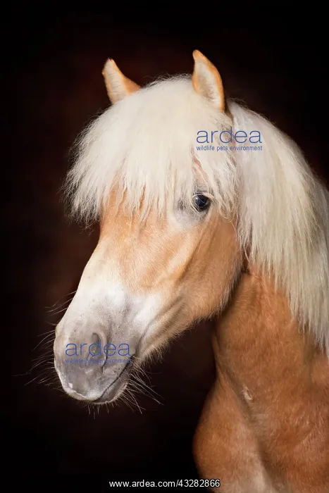  : Portrait of a Haflinger mare, horse, Wipptal, Tyrol