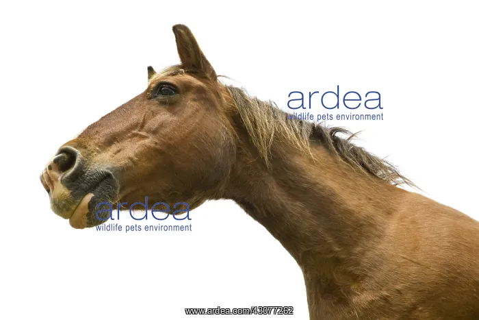 : Portrait of a half-drought Mare Bourgogne France : Portrait of a half-drought Mare Bourgogne France