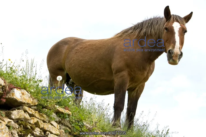 : Portrait of a half-drought Mare in a meadow Bourgogne France : Portrait of a half-drought Mare in a meadow Bourgogne France
